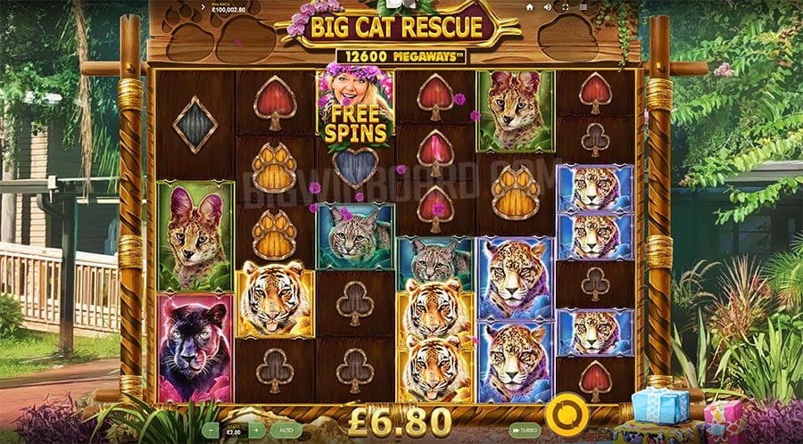 How to play Big Cat Rescue Megaways in detail