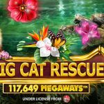 Overview of Big Cat Rescue Megaways