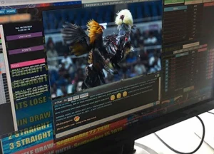 Instructions for participating in cockfighting at SPINPLUS