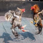 Outstanding characteristics of Thai fighting cocks