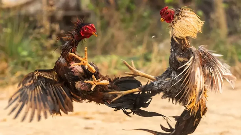 History and origin of Thai cockfighting