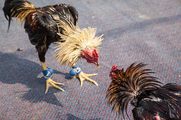 Thai Cockfighting in Culture