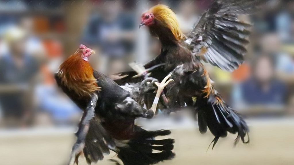 Important notes when applying cockfighting betting strategies