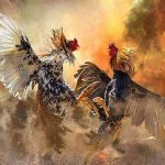 Understanding cockfighting betting - the foundation for effective strategies