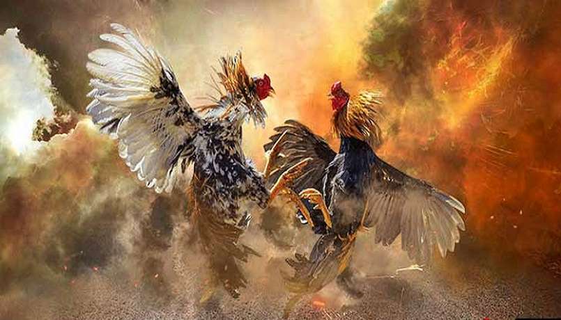 Understanding cockfighting betting - the foundation for effective strategies