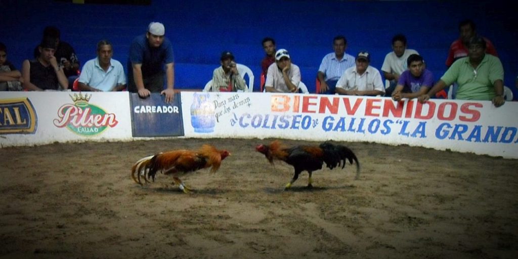Outstanding Features of SPINPLUS Cockfighting Platform