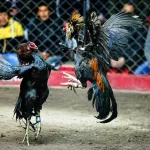 Introduction to Professional Peru Cockfighting