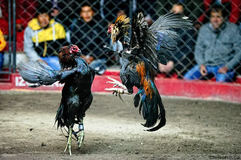 Introduction to Professional Peru Cockfighting